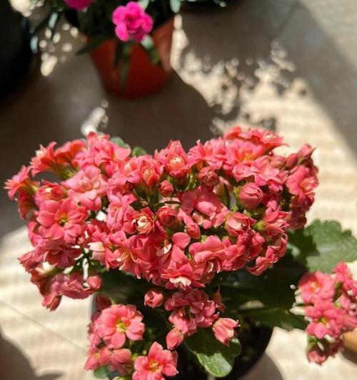 姐姐命苦的象征花是什么？哪种花代表命苦？