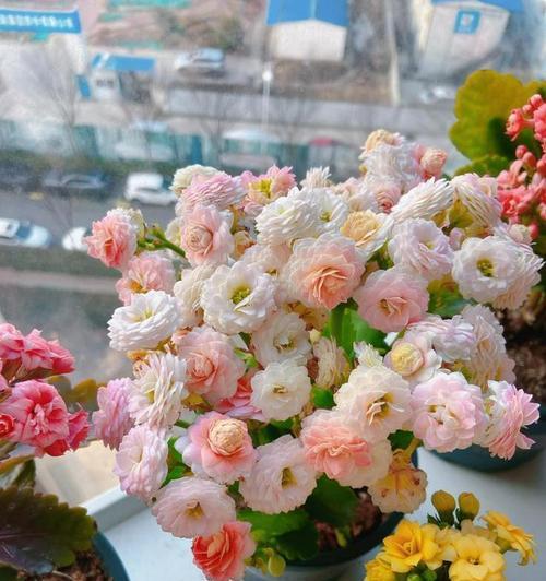 姐姐命苦的象征花是什么？哪种花代表命苦？