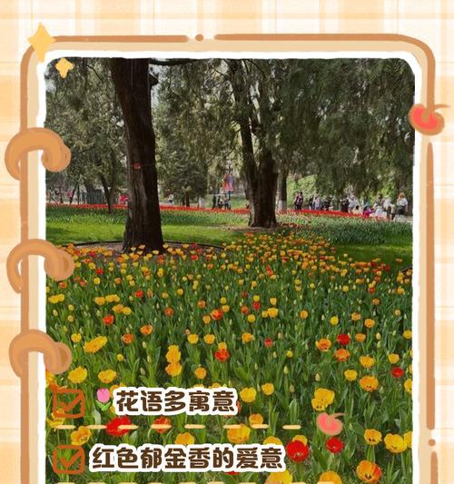 郁金香的花语及其特别含义是什么？