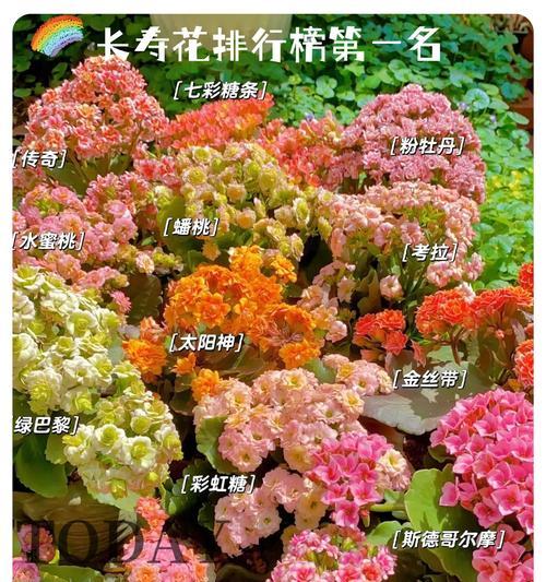 花卉在文化中有哪些特殊含义？不同文化中花卉的象征意义有哪些？