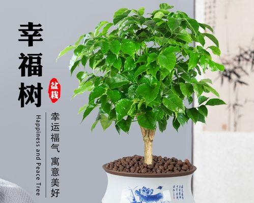 搬家的花寓意好的句子有哪些？搬家时应该选择哪些花？