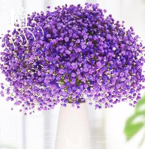 满天星的花语是什么？满天星的寓意有哪些？