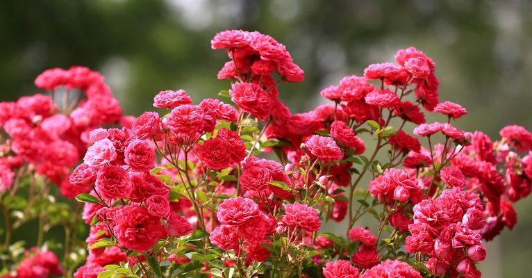 六一儿童节送月季花有什么特别寓意？