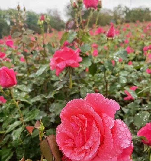 六一儿童节送月季花有什么特别寓意？