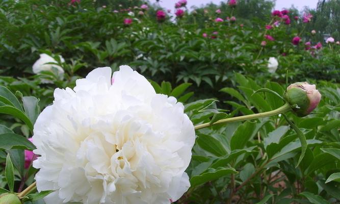 哪种花象征着爱情公寓？爱情公寓花语的深层含义是什么？