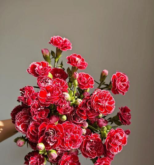 哪些花材代表长寿？长寿意义的花材有哪些？