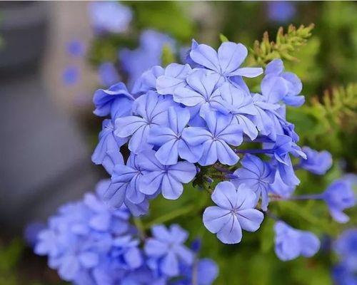 蓝色花送给母亲有何深意？蓝色花在母亲节的寓意是什么？
