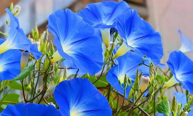 蓝色花送给母亲有何深意？蓝色花在母亲节的寓意是什么？