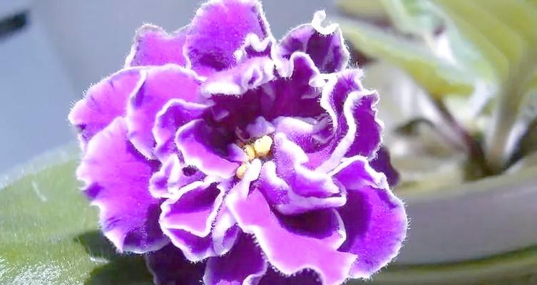 紫色茉莉花的寓意和花语是什么？紫色茉莉花在花语中的地位如何？