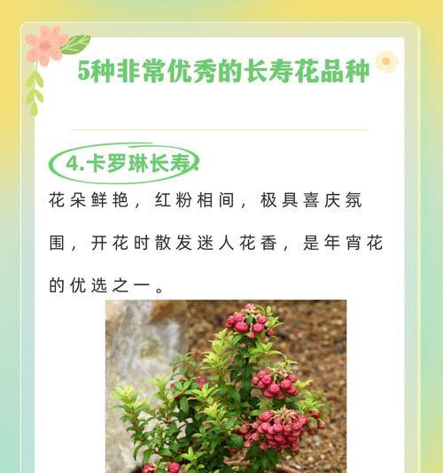 长寿花的寓意和象征诗句是什么？长寿花的寓意有哪些？