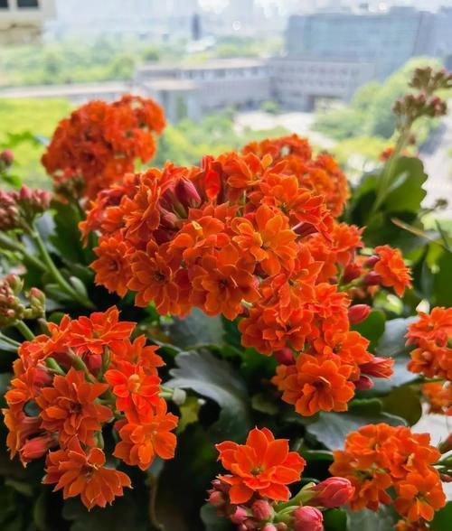 长寿花的寓意和象征诗句是什么？长寿花的寓意有哪些？