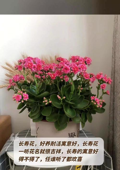 长寿花的寓意和象征诗句是什么？长寿花的寓意有哪些？