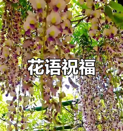 如何用花的寓意表达祝福？话语怎么说？