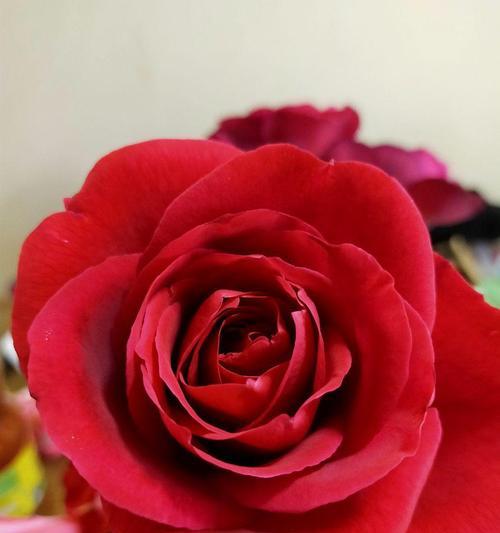 红色月季花通常代表什么？
