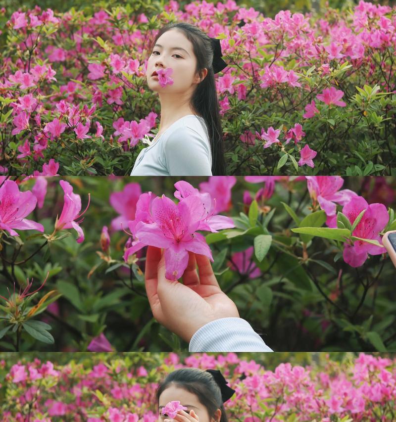 杜鹃的花语节制是什么意思？适合什么场合？