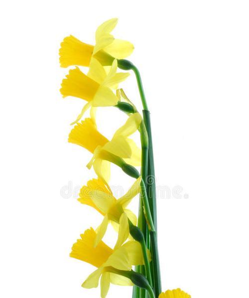 六朵不同颜色的花各自代表什么？