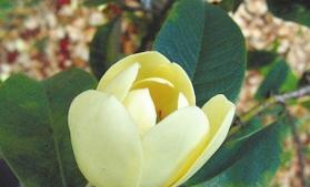 哪种花象征成功？成功的花有哪些寓意？