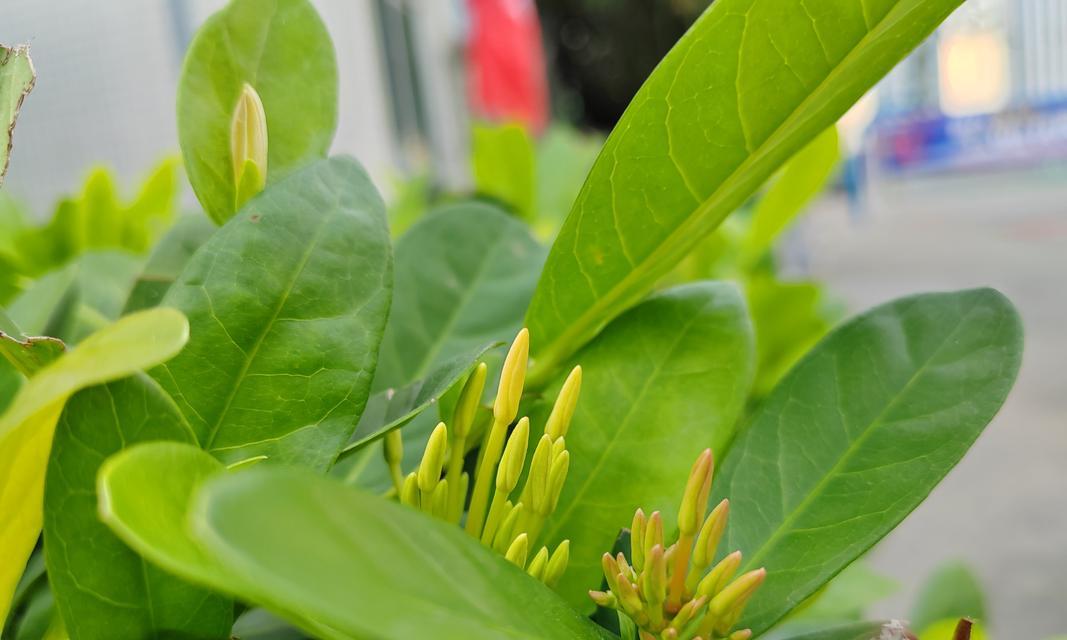 哪种花象征成功？成功的花有哪些寓意？