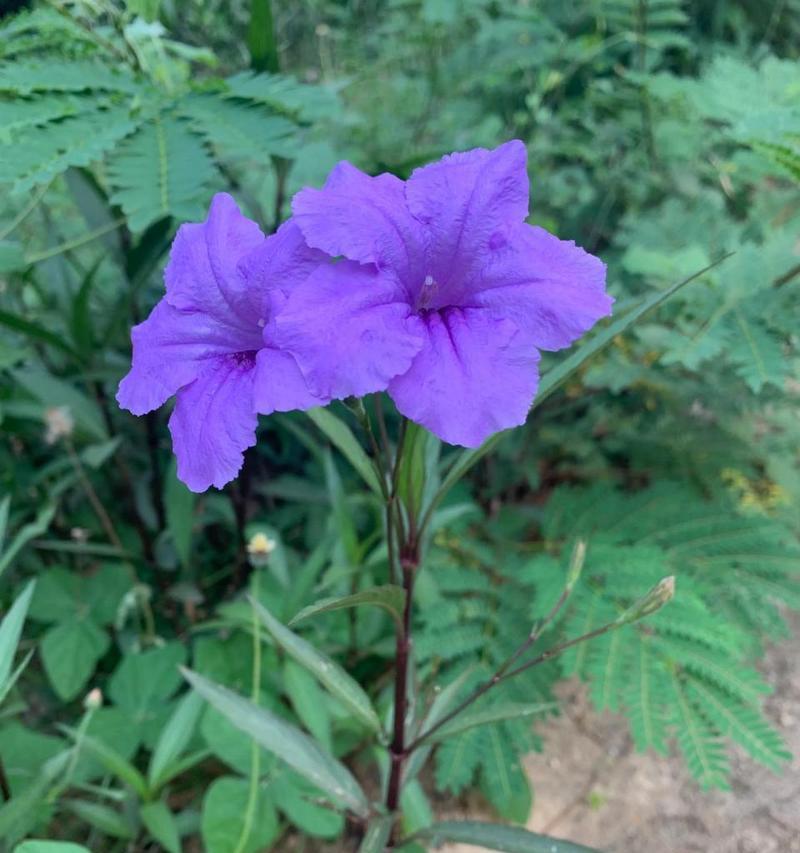无色的花代表什么含义呢？它们在花语中有什么特别意义？