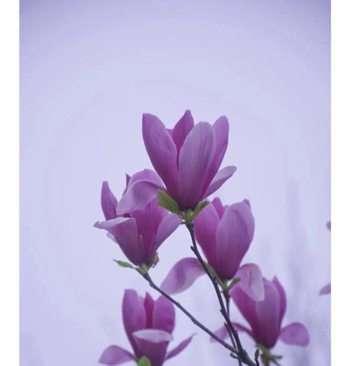 无色的花代表什么含义呢？它们在花语中有什么特别意义？