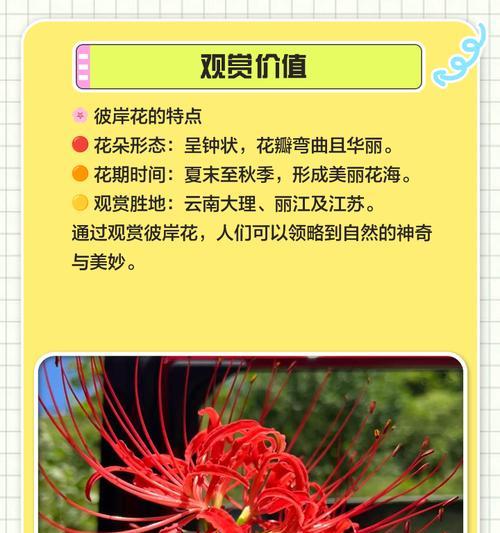 粉色和蓝色彼岸花的寓意是什么？