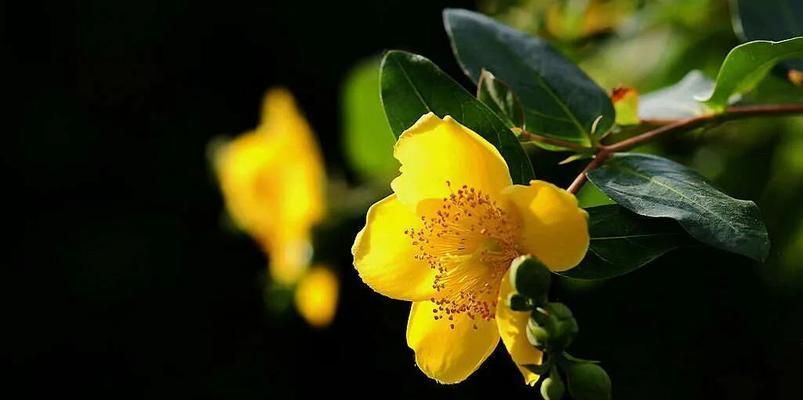 金黄色的花代表什么？金黄色花的花语有哪些？
