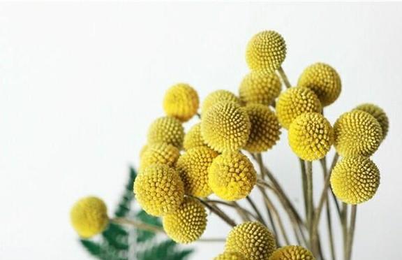 金黄色的花代表什么？金黄色花的花语有哪些？