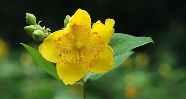 金黄色的花代表什么？金黄色花的花语有哪些？