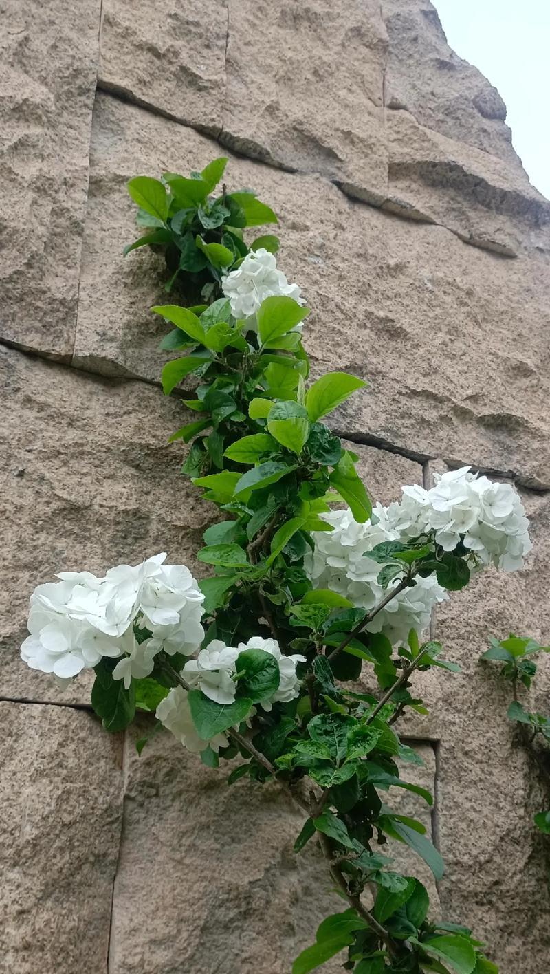 白色花朵通常寓意着什么？