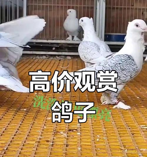 鸽子花的文化寓意是什么？鸽子花在传统中的象征意义？