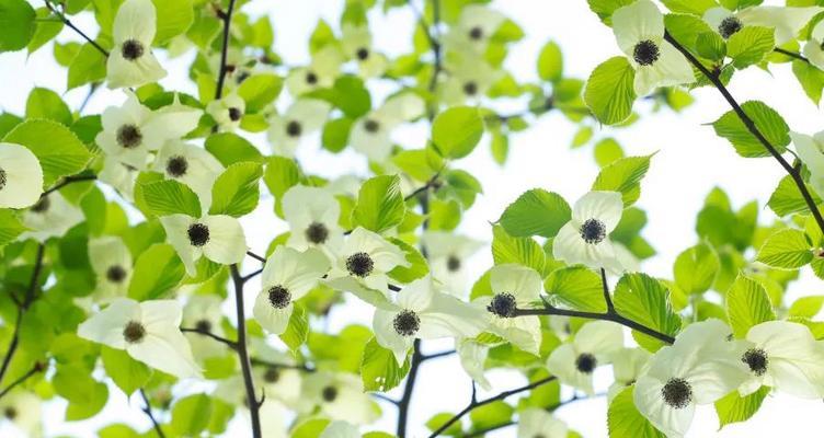 鸽子花的文化寓意是什么？鸽子花在传统中的象征意义？