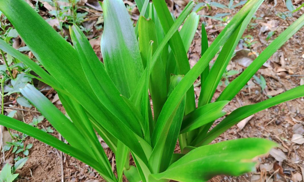 节分草有什么花语？节分草的寓意是什么？