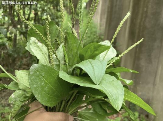 节分草有什么花语？节分草的寓意是什么？