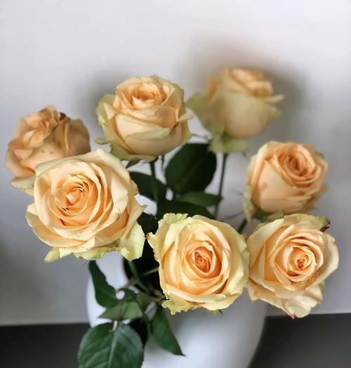 香槟黄色花代表什么含义？香槟黄色花语是什么？
