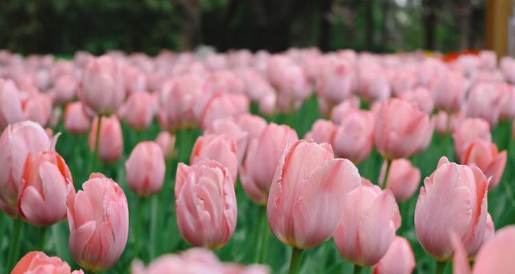 粉色火鹤花代表什么？它的花语和寓意是什么？