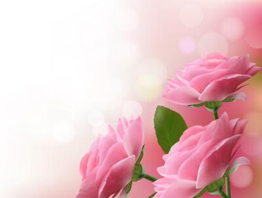 粉色火鹤花代表什么？它的花语和寓意是什么？