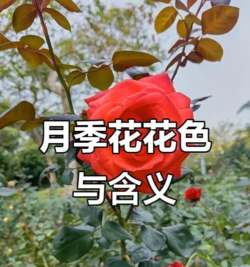 不同颜色的花代表什么寓意？花的颜色寓意有哪些？