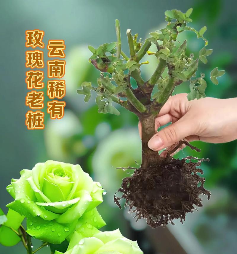 不同颜色的花代表什么寓意？花的颜色寓意有哪些？