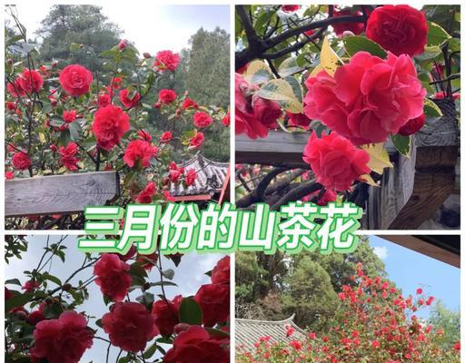 紫色扶郎花的花语和寓意是什么？紫色扶郎花有哪些特别的含义？