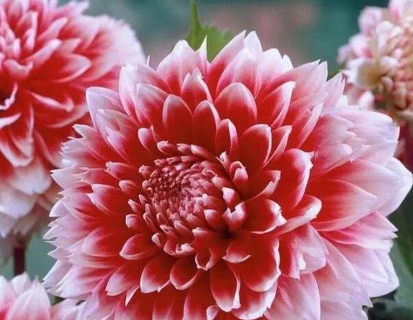 什么属于富贵象征的花是什么？富贵象征的花有哪些？