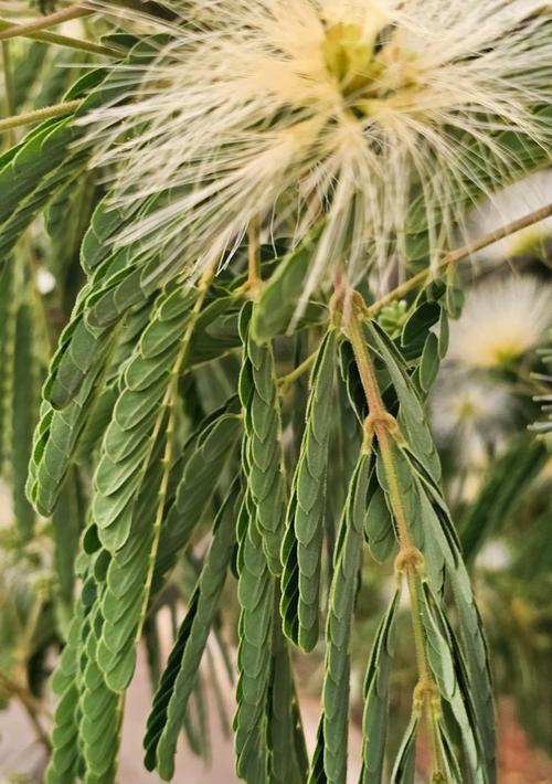 哪些花和树名寓意爱情？