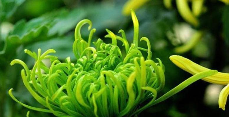 哪些绿色的花寓意好？