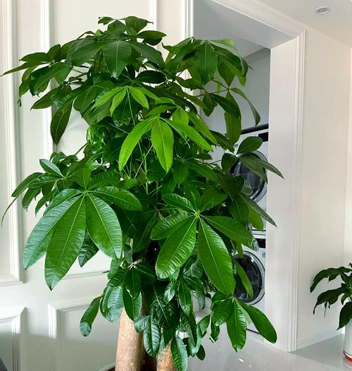 哪些绿色的花寓意好？