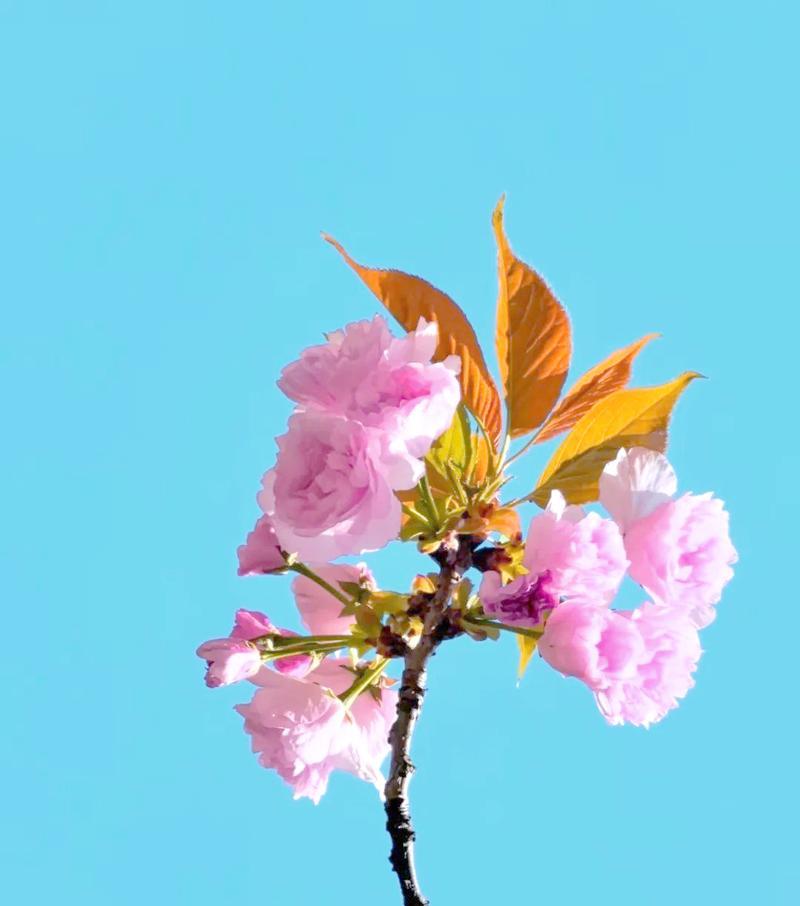 哪些花象征爱与和谐？如何用花表达和谐与爱？