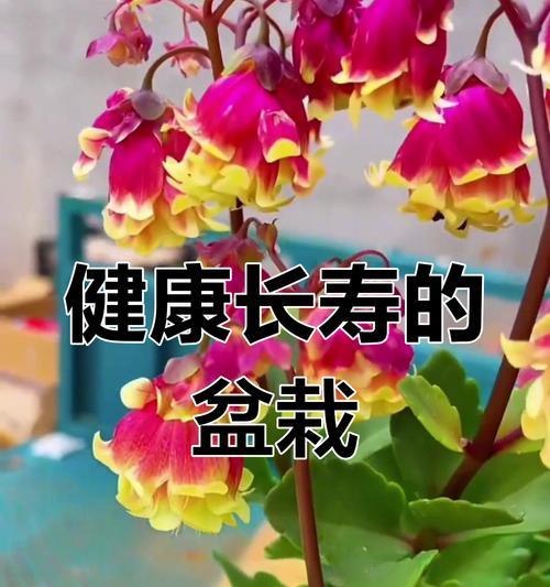 送老人生日鲜花长寿花有何寓意？它象征着什么？