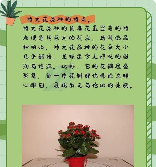 送老人生日鲜花长寿花有何寓意？它象征着什么？