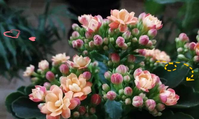 送老人生日鲜花长寿花有何寓意？它象征着什么？