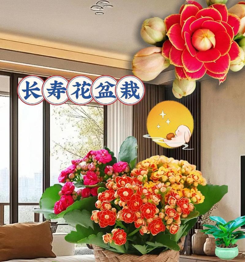 情人节长寿花代表什么？