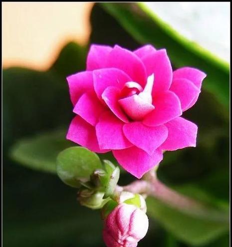 情人节长寿花代表什么？