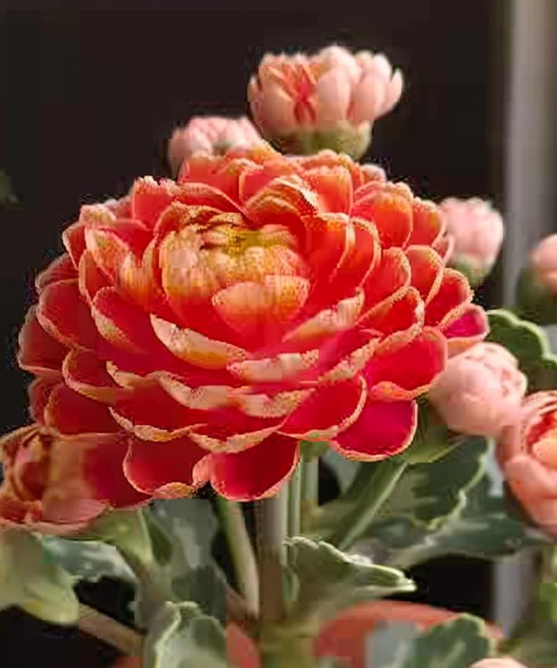 情人节长寿花代表什么？